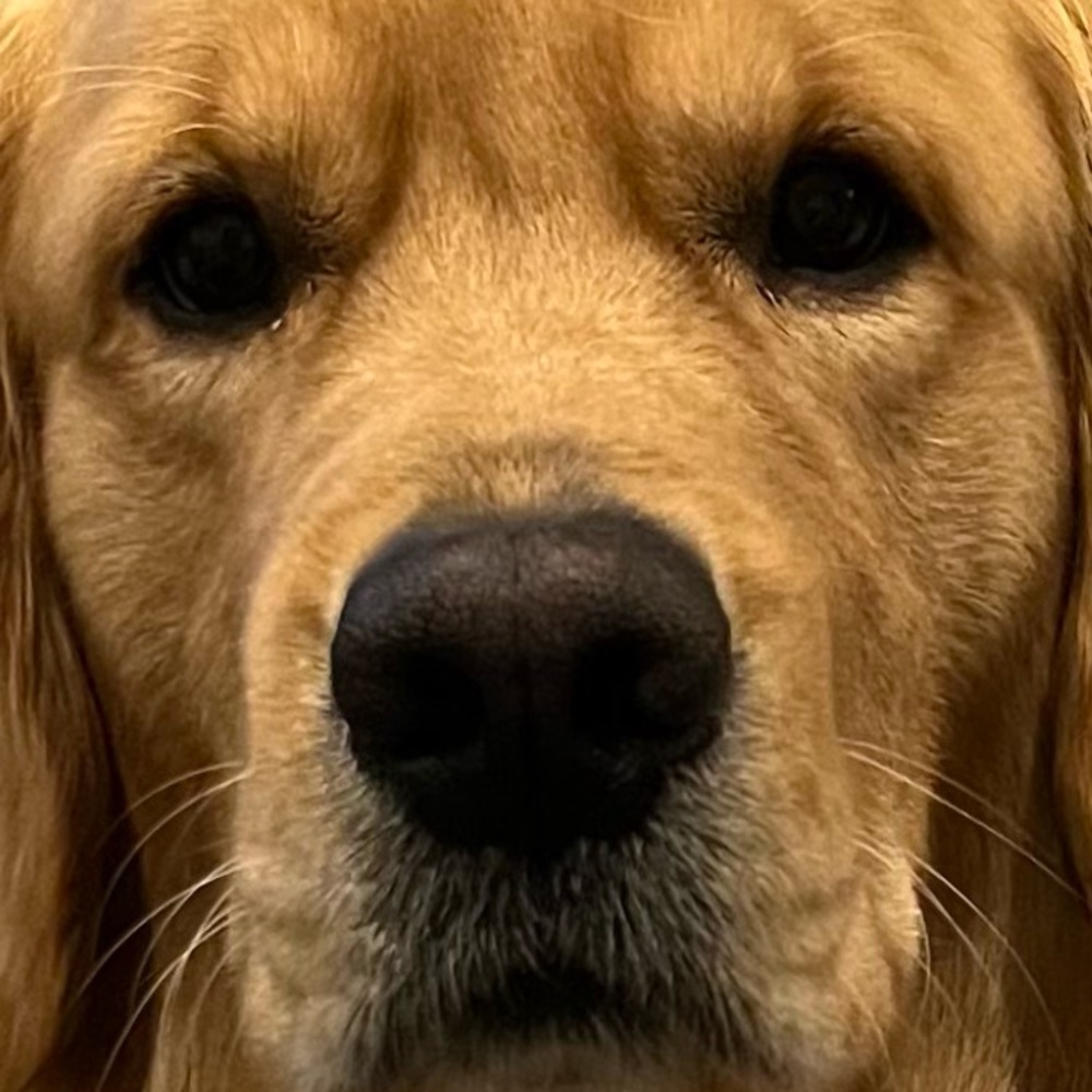 Meet your Posher, Eveline